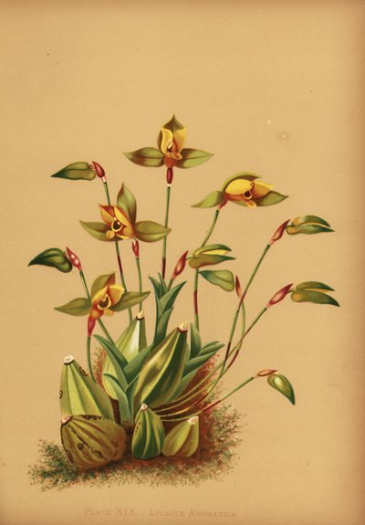 Orchidée lycaste parfumée, Lycaste aromatica - Unknown